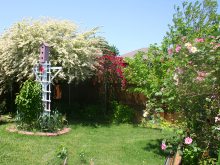Shade garden