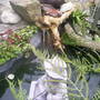 Garden_pics_2007_007
