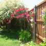 Shade garden