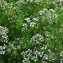 CILANTRO IN BLOOM