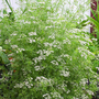 CILANTRO IN BLOOM