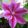 Camraw_029