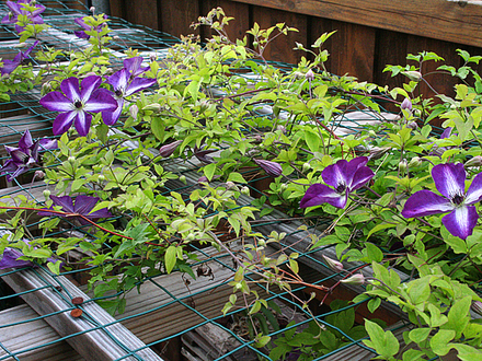 VENOSA VIOLACEA - CLEMATIS