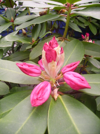 large pink rhodie (rhododendron)
