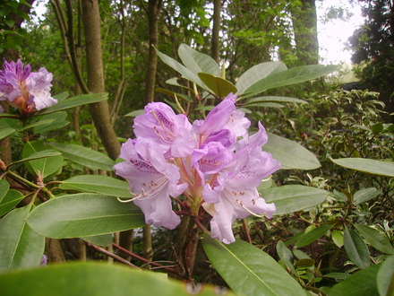 pale purple rhodie (rhododendron)