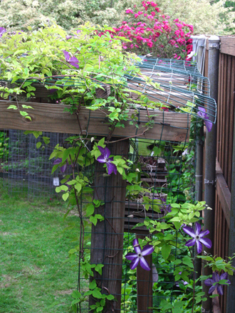CLEMATIS VENOSA VIOLACEA