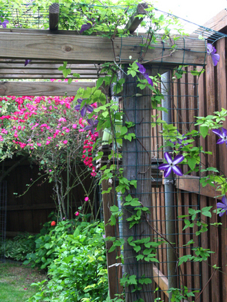 CLEMATIS VENOSA VIOLACEA