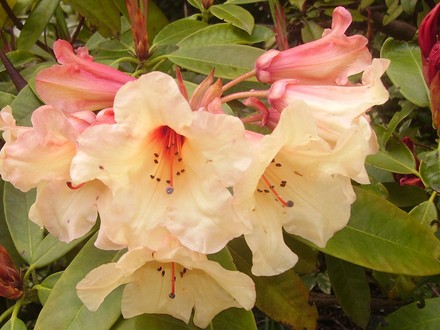 peach rhodie (rhodendron)