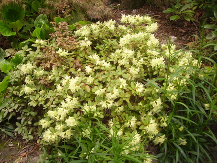 small yellow rhodie (rhododendron)