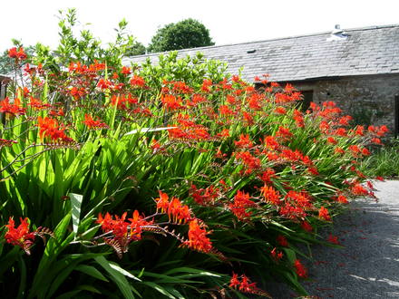 Crocosmia 'Lucifer'