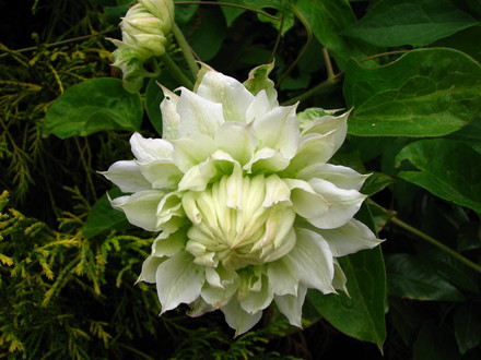 clematis 'duchess of edinburgh'