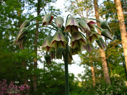 Nectaroscordum siculum