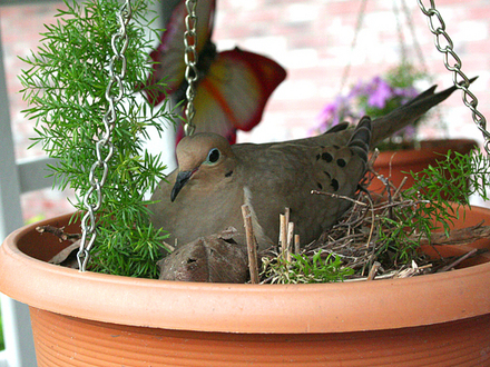 Asparagus Fern and bird
