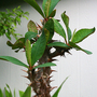 CROWN OF THORNS
