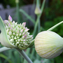 Camraw_009