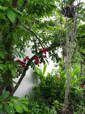 Orchids-Vanda/Ascocenda