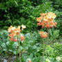 Bog Garden Aberglasney