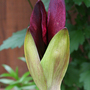 Camraw_008
