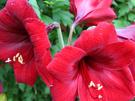 RED AMARYLLIS