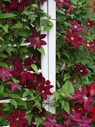 CLEMATIS NIOBE