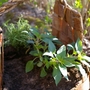 Pineapple sage in basket, with Rosemary behind if (Salvia elegans (Pineapple Scented Sage))