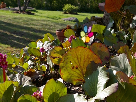 A garden flower photo (Bergenia cordifolia (Elephant's ears))