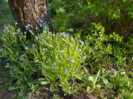 A garden flower photo