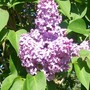 Syringa vulgaris