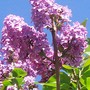 Syringa vulgaris