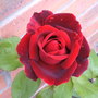 Rose_scented_03