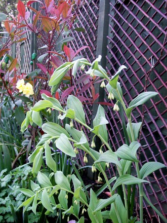 3_5_9.jpg (Polygonatum biflorum)