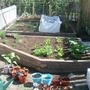 My veg garden photo 2