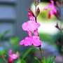 Introducing My Garden