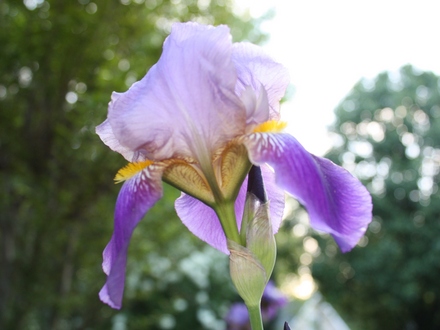 Purple Bearded Iris