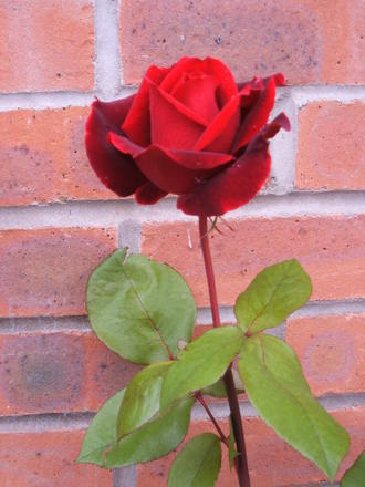 Rose Scented 2