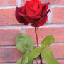 Rose Scented 2