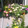 Garden_pics_2007_044