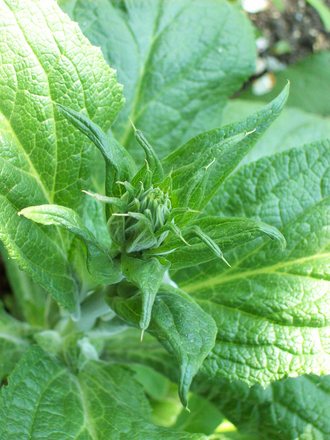 Foxglove Bud!