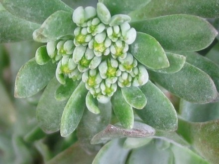 Sedum Cape Blanco