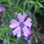 Phlox_sub