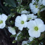 Arenaria_montana