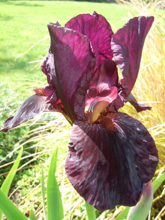 Purple Iris in flower