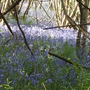 Bluebells (Hyacinthoides non-scripta (Bluebell))