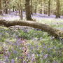 Bluebells (Hyacinthoides non-scripta (Bluebell))