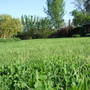 Long_grass_2