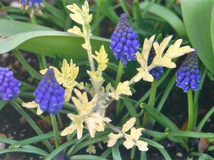 Grape Hyacinth and Artemisia (Artemisia vulgaris (Wormwood))