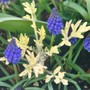 Artemisia_and_muscari