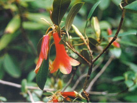 unusual and unknow rhodie (rhododendron)