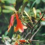 Bell_rhodie