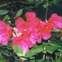 Dark_pink_rhodie